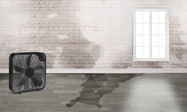 Best Local water damage restoration  in Middle River, MD